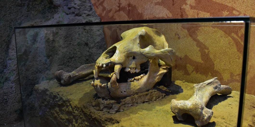 Muzeul Evolutiei Omului si Tehnologiei in Paleolitic - Calatorie in Preistoria Umanitatii