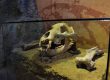 Muzeul Evolutiei Omului si Tehnologiei in Paleolitic - Calatorie in Preistoria Umanitatii