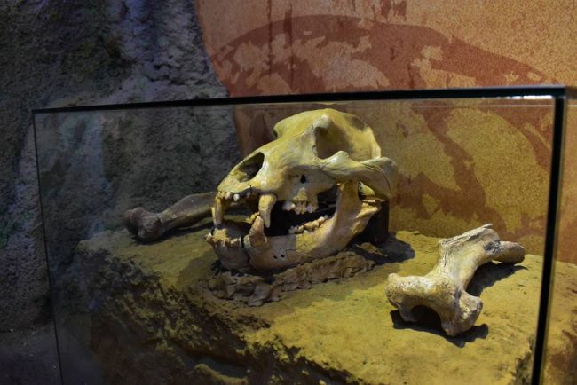 Muzeul Evolutiei Omului si Tehnologiei in Paleolitic – Calatorie in Preistoria Umanitatii Muzeul Evolutiei Omului si Tehnologiei in Paleolitic - Calatorie in Preistoria Umanitatii