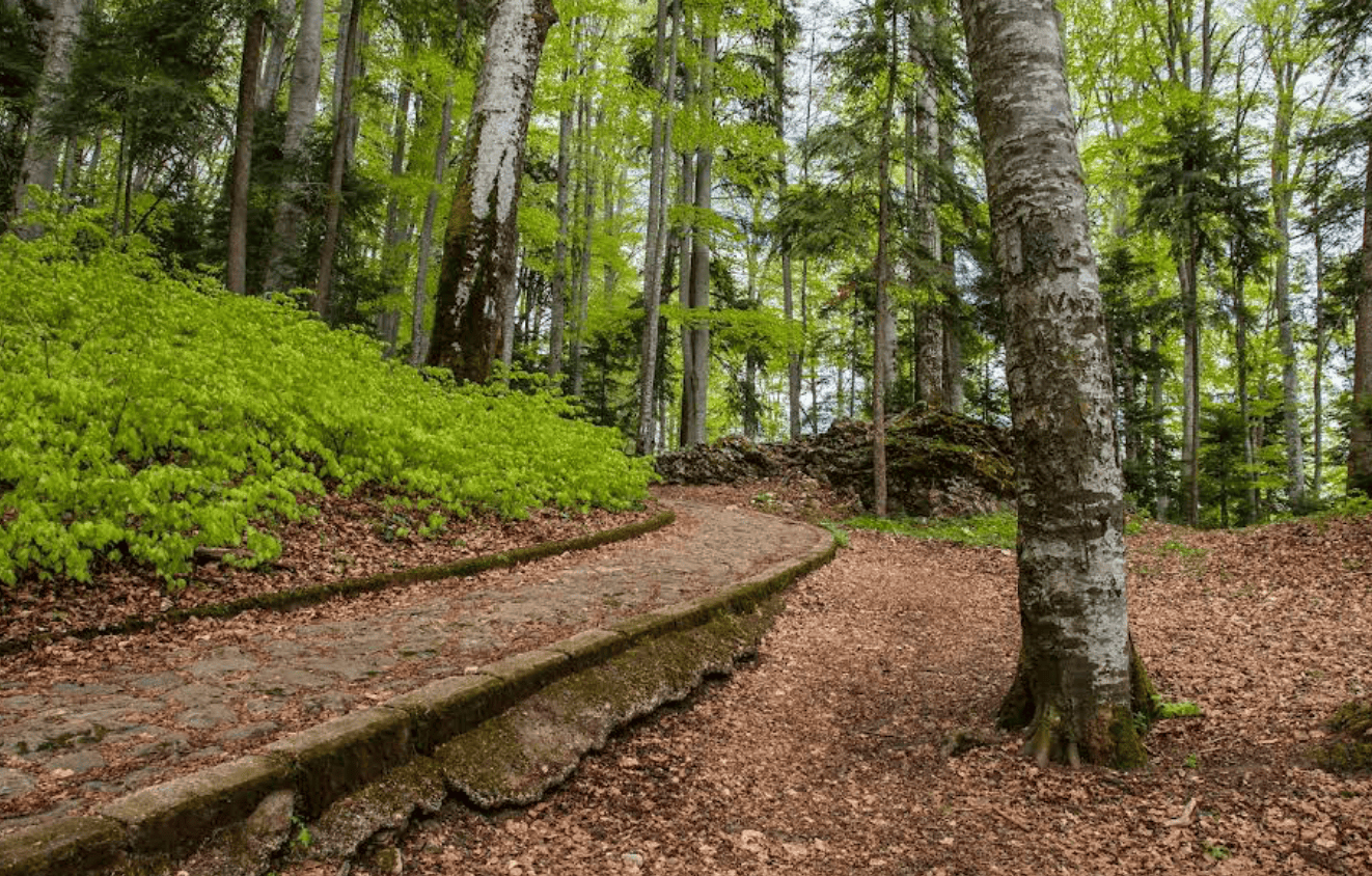 Plimbare Usoara in Bucegi: Drumul Sinaia - Cota 1400 spre Stana Regala
