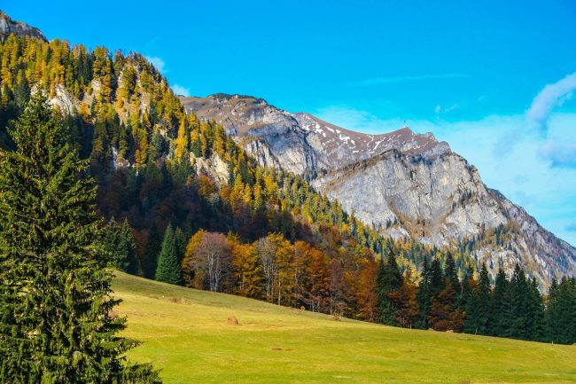 Poiana Stanei Regale – Unde natura intalneste istoria Poiana Stanei Regale – Unde natura intalneste istoria